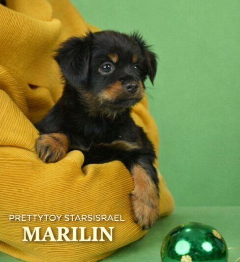 טוי רוסי ארוך שיער русский той