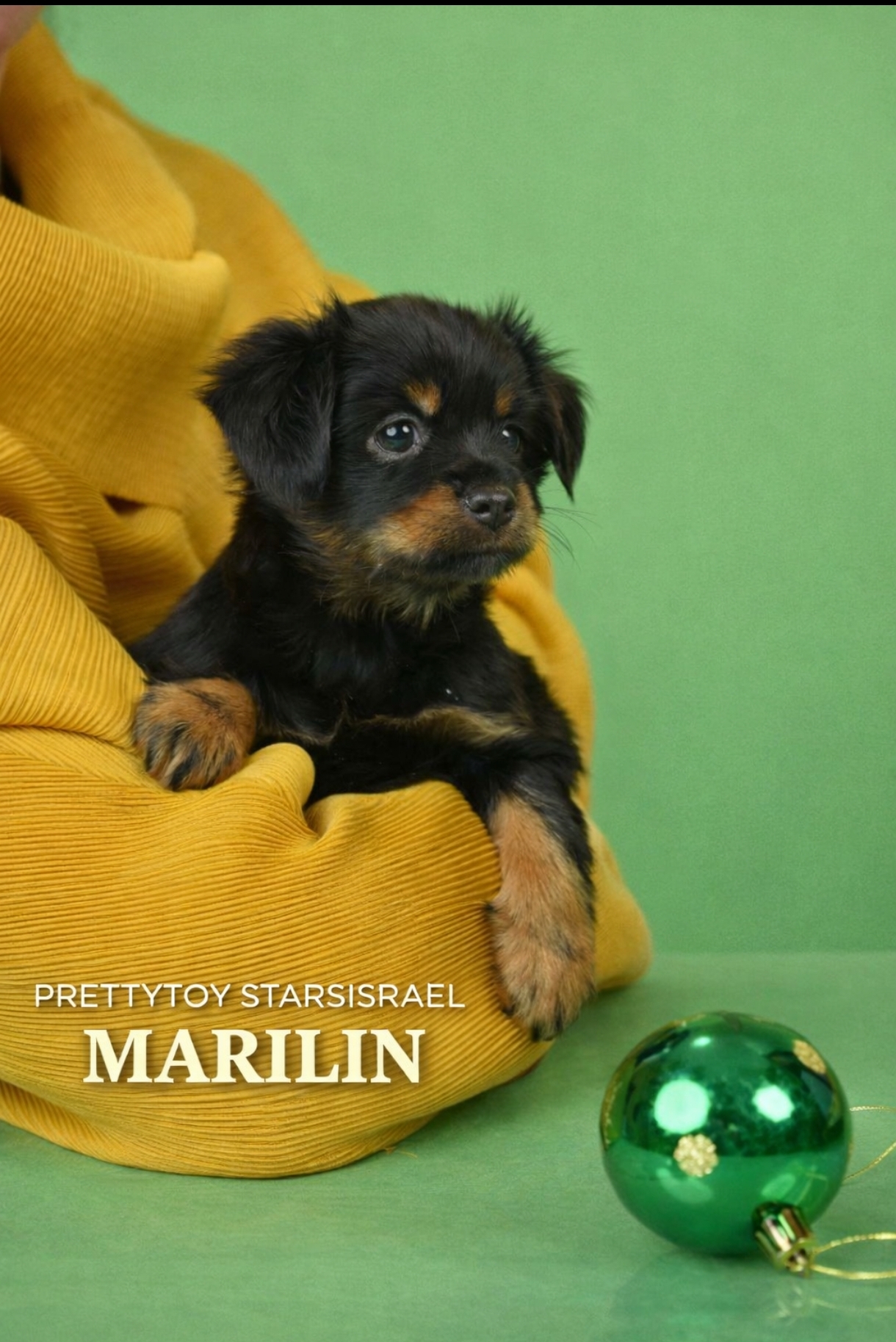 טוי רוסי ארוך שיער русский той