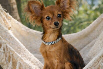 טוי רוסי ארוך שיער русский той