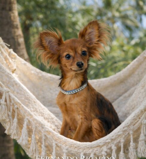 טוי רוסי ארוך שיער русский той