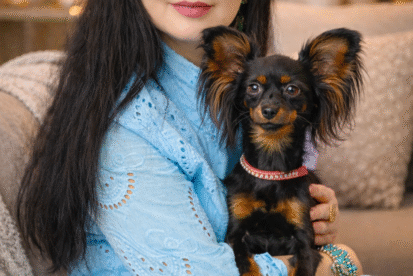 טוי רוסי ארוך שיער русский той