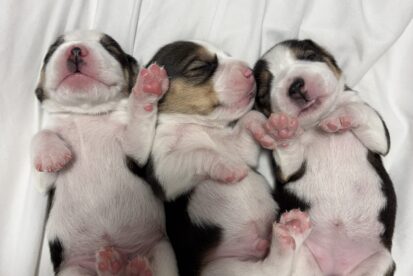 גורי ביגל למכירה