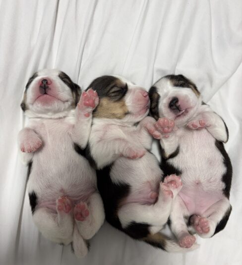 גורי ביגל למכירה