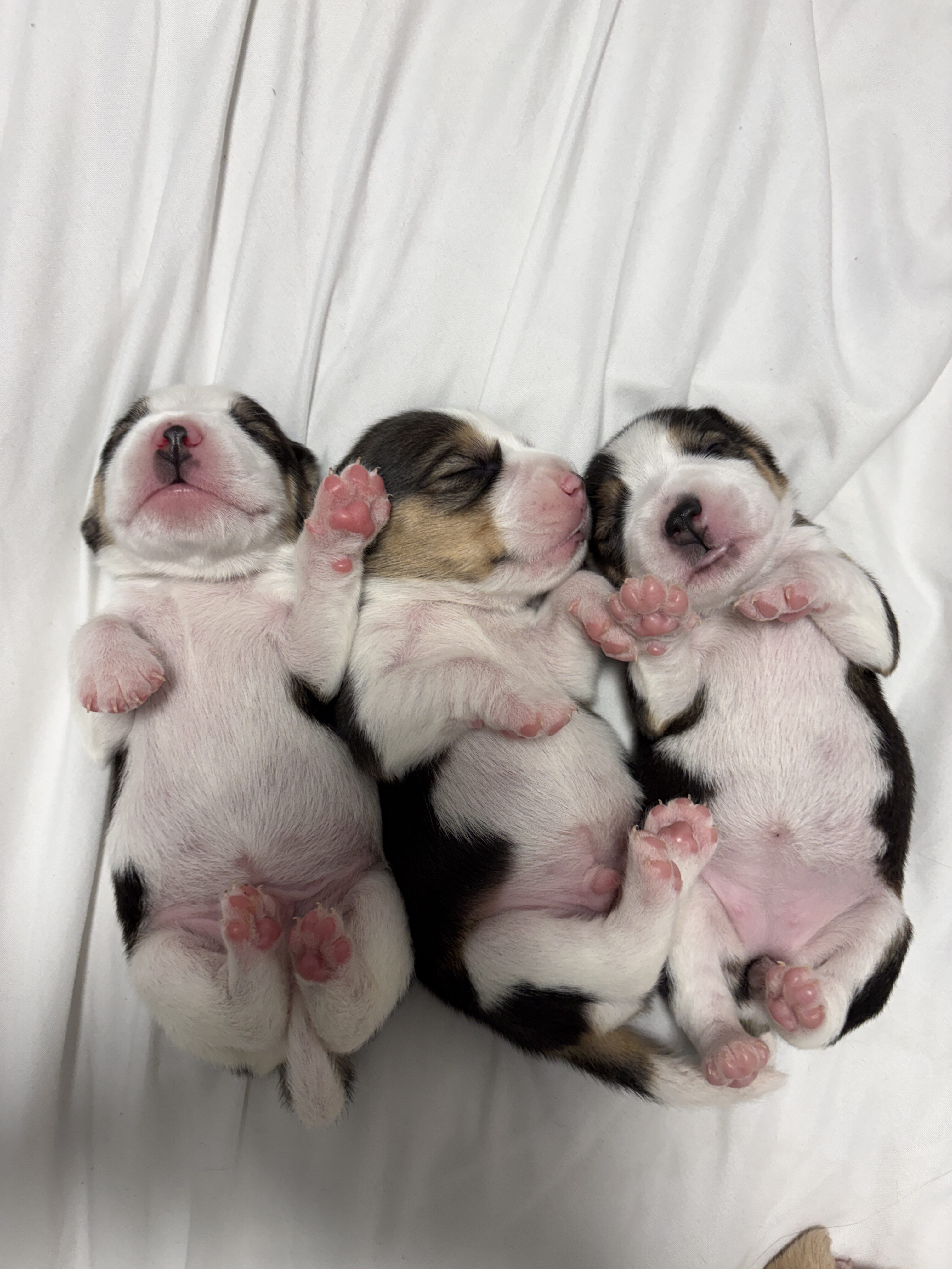 גורי ביגל למכירה