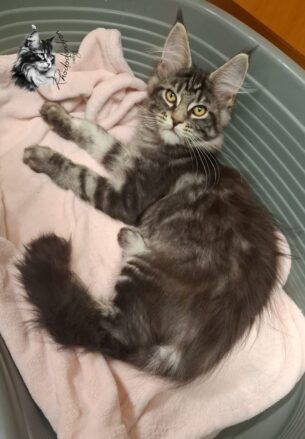 מיין קון גזעי מבית גידול Rhododendron