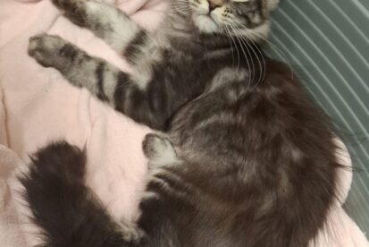 מיין קון גזעי מבית גידול Rhododendron