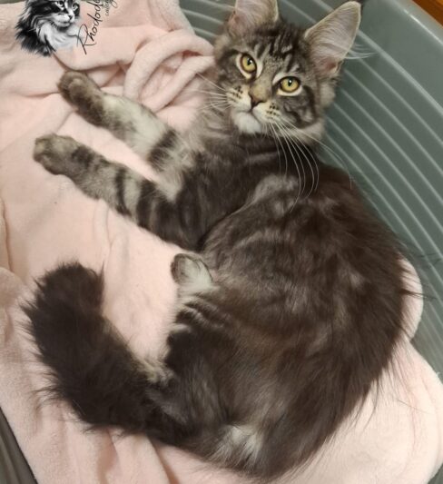 מיין קון גזעי מבית גידול Rhododendron