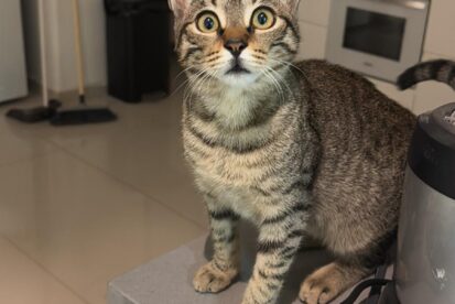 נובה מחפשת בית