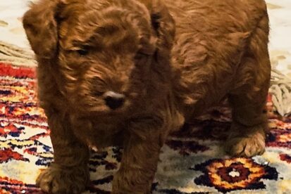 גור פודל טוי זכר מתועד