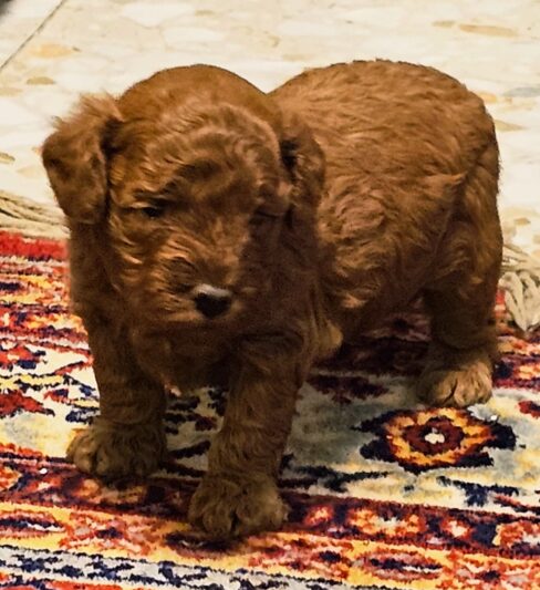 גור פודל טוי זכר מתועד