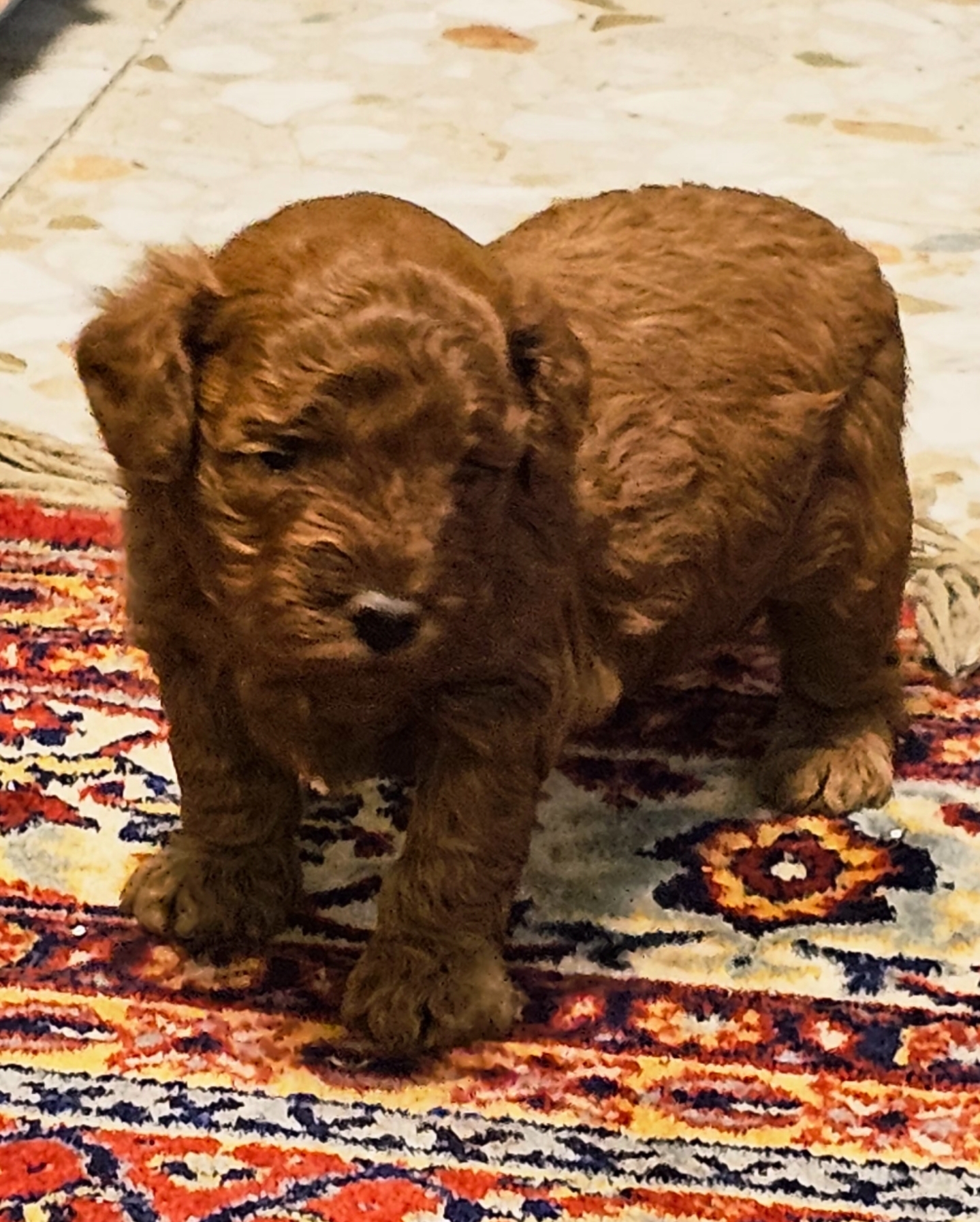 גור פודל טוי זכר מתועד