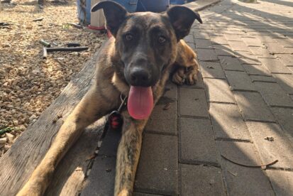 הולדני מעורב למסירה