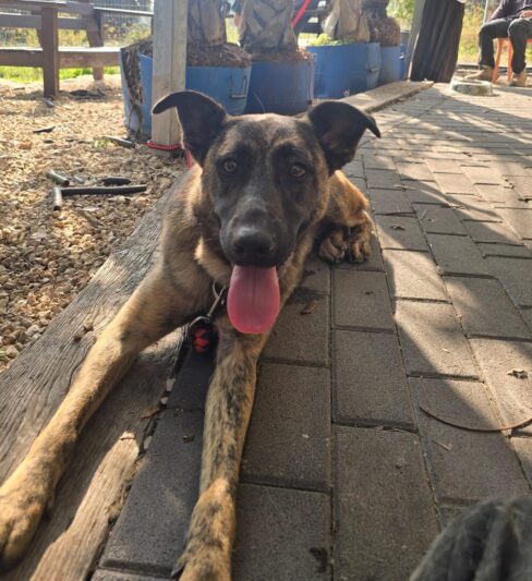 הולדני מעורב למסירה