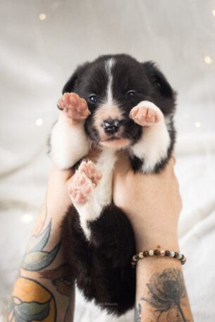 גורים בורדר קולי בני 6 שבועות