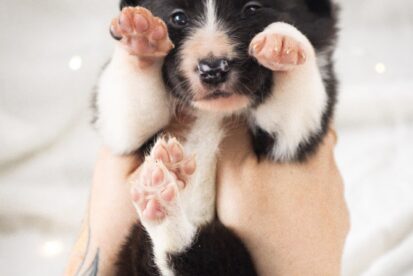 גורים בורדר קולי בני 6 שבועות