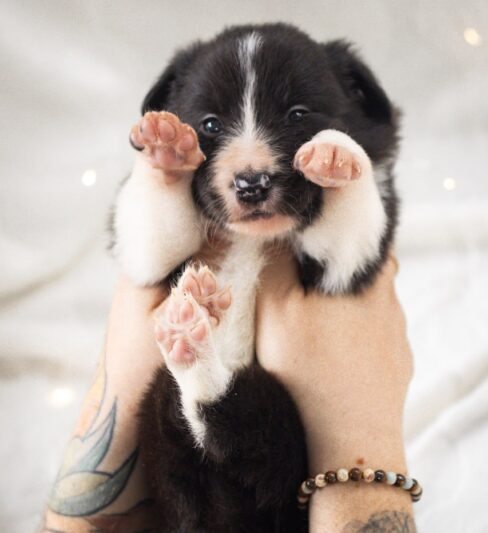 גורים בורדר קולי בני 6 שבועות