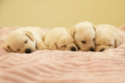 גורי לברדור עם תעודות