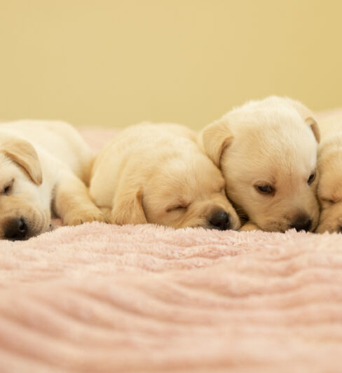 גורי לברדור עם תעודות