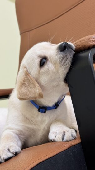 גורי לברדור עם תעודות בן חודש וחצי