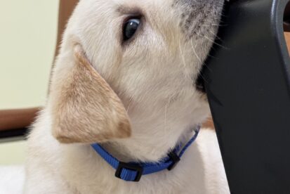 גורי לברדור עם תעודות בן חודש וחצי