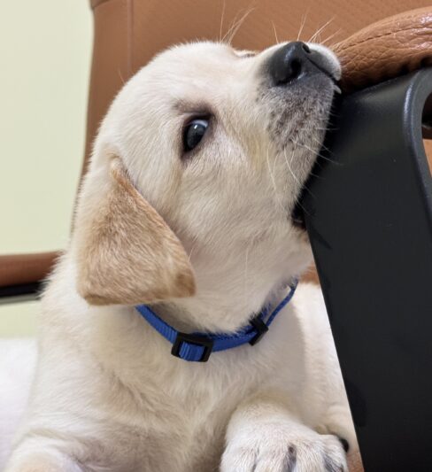 גורי לברדור עם תעודות בן חודש וחצי