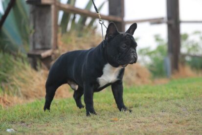 זכר אלוף ישראל לזיווג