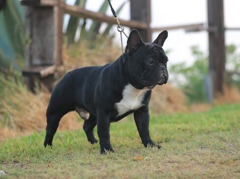 זכר אלוף ישראל לזיווג