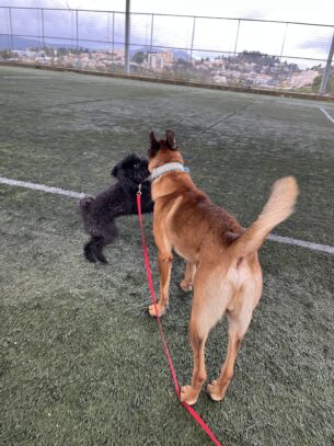 פודל ננסי שחור