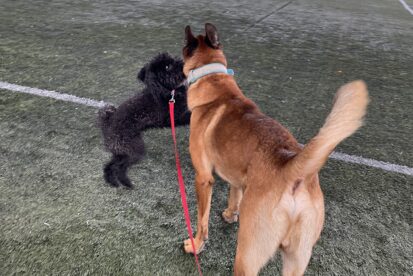 פודל ננסי שחור