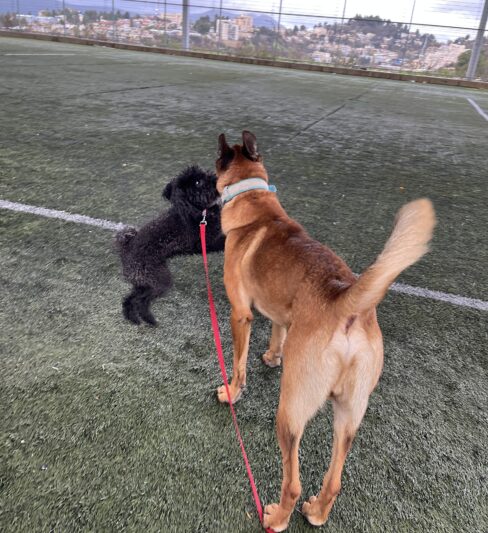 פודל ננסי שחור