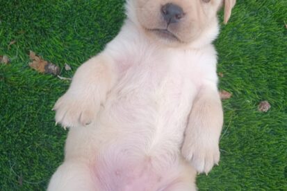 גורי לברדור מתועדים מדהימים למכירה