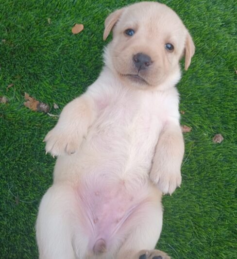 גורי לברדור מתועדים מדהימים למכירה