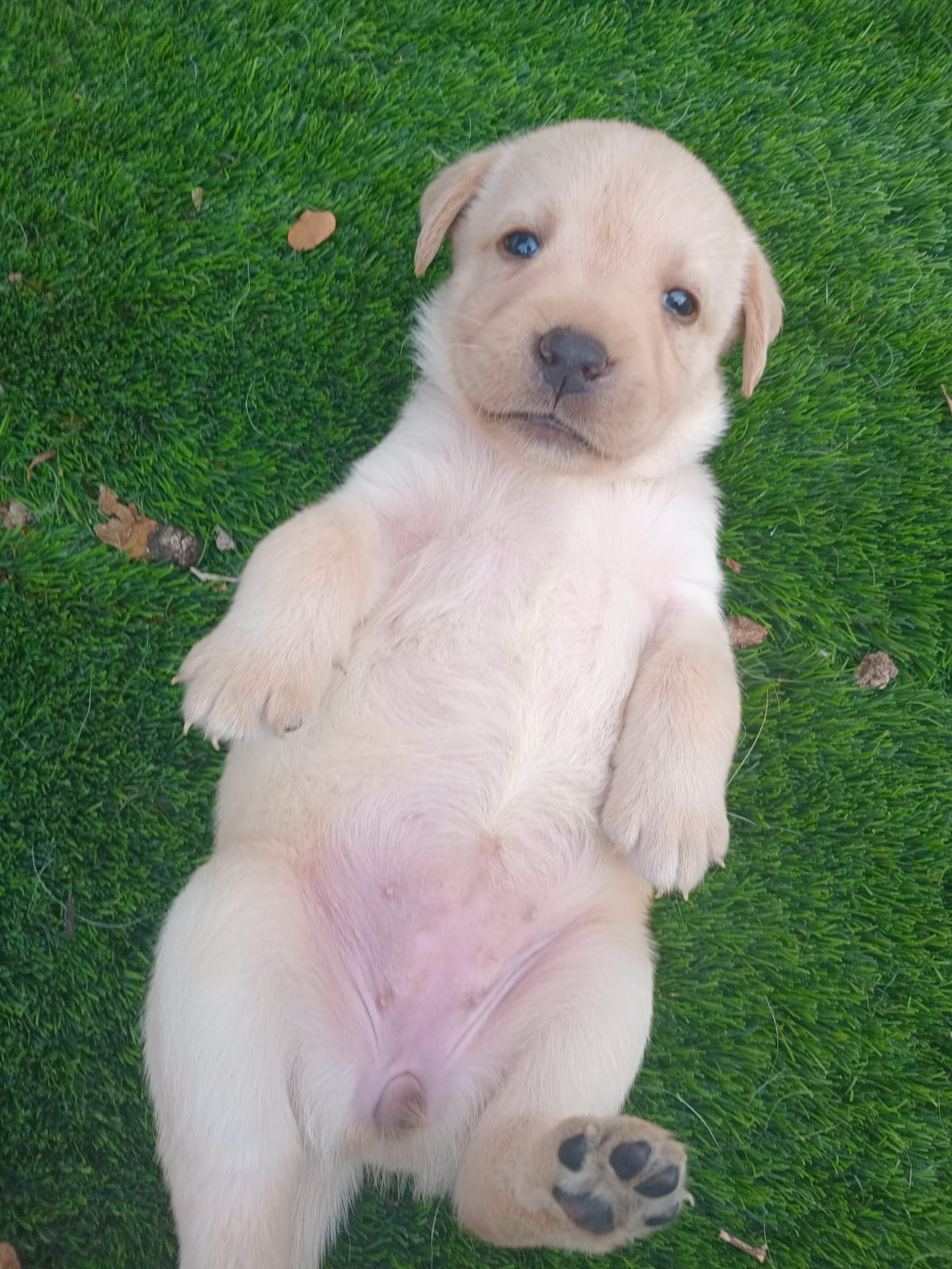 גורי לברדור מתועדים מדהימים למכירה