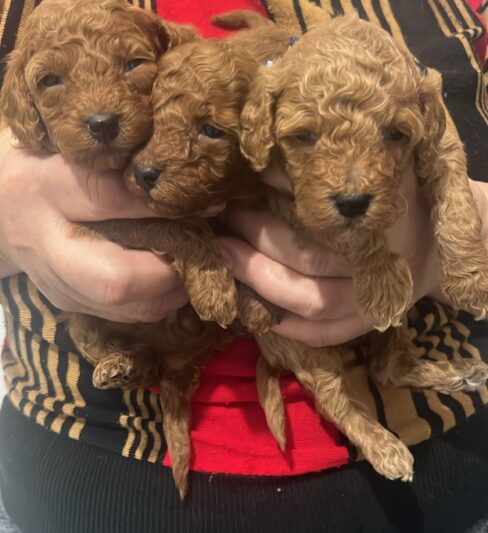 מכירה של גור פודל