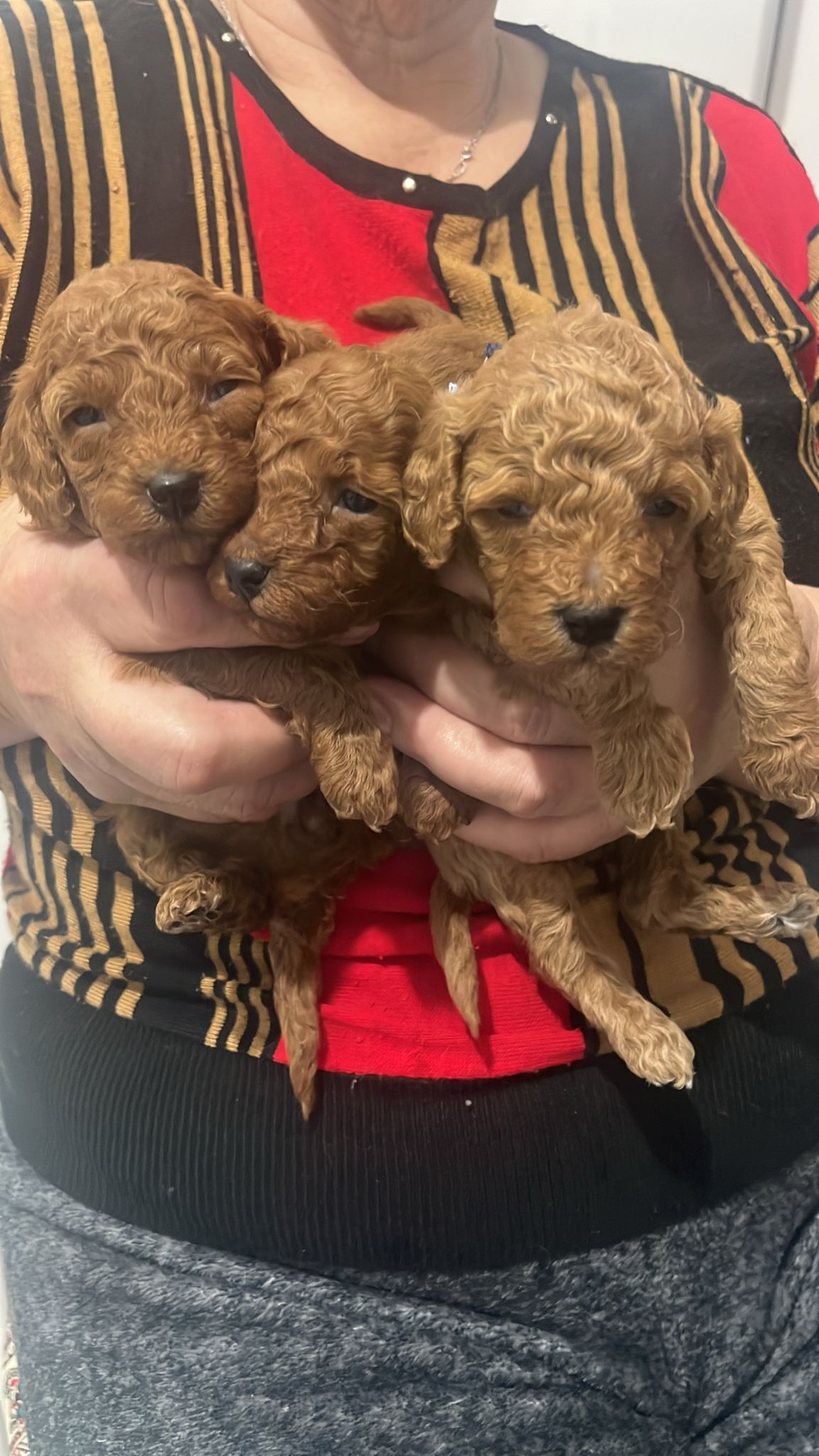 מכירה של גור פודל