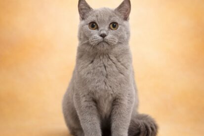 גור בריטי גזעי מבית הגידול המוביל Air Jordan