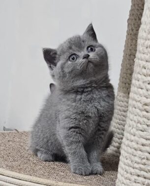 גורים בריטיים גזעיים קצרי שיער