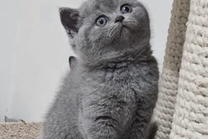 גורים בריטיים גזעיים קצרי שיער