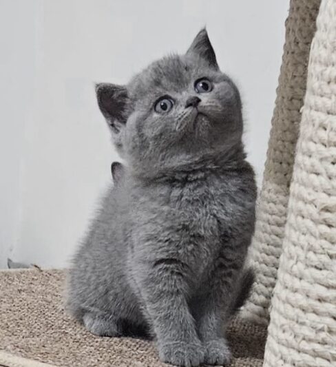 גורים בריטיים גזעיים קצרי שיער