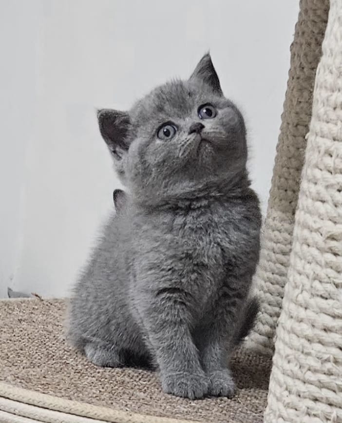 גורים בריטיים גזעיים קצרי שיער