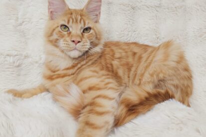 גורים מיין קון