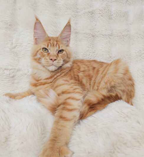 גורים מיין קון