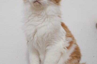 גורים מיין קון