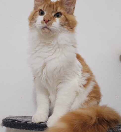 גורים מיין קון