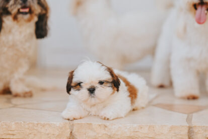 גורת שיצו מושלמת