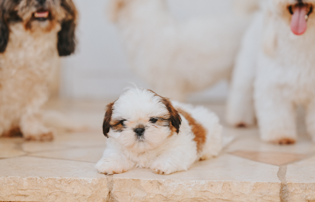 גורת שיצו מושלמת