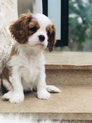 גורי קבליר קינג צ'ארלס גזעיים