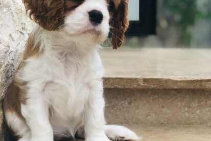 גורי קבליר קינג צ'ארלס גזעיים