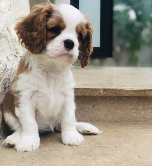 גורי קבליר קינג צ’ארלס גזעיים