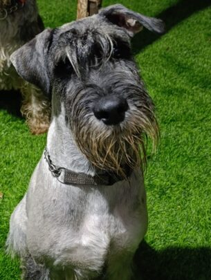 שנאוצר בינוני